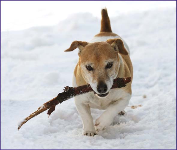 Image Credit Shutterstockcom Teach your dog to play fetch Image Credit - photo 9