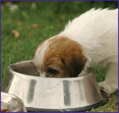 Image Credit Grant ShimminPhotoscom Do not feed your mixed-breed dog people - photo 10