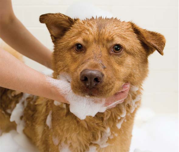 Image Credit Shutterstockcom Some dogs love water Others might try to get - photo 17