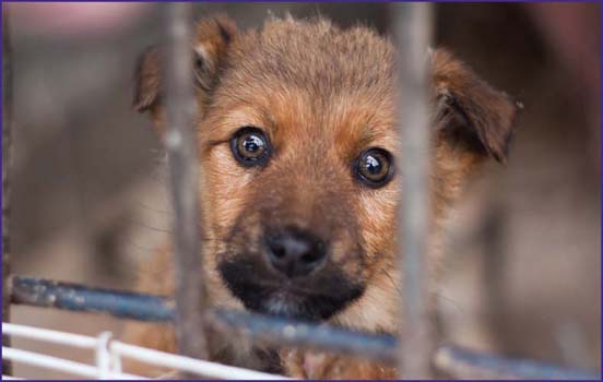 Image Credit Shutterstockcom Mixed-breed dogs in shelters are waiting for - photo 3