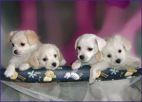 Image Credit Shutterstockcom Puppies are full of energy Can your family keep - photo 5