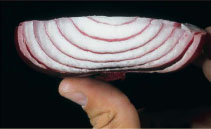 A sliced red onion is a good analogy for the structure of the Denver Basin - photo 3