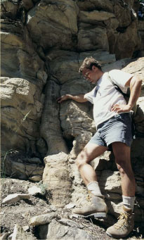 A giant horsetail tree fossilized in the cliffs high above Minturn Colorado - photo 7