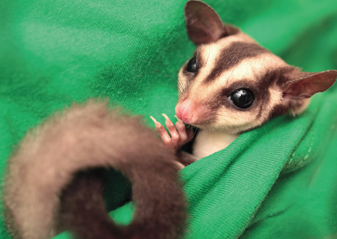 Some owners walk around their homes with their sugar gliders in their pockets - photo 7