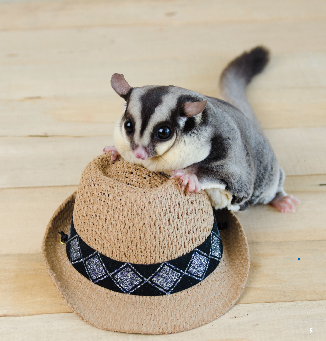 DID YOU KNOW The Latin name for a sugar glider is Petaurus breviceps This - photo 4