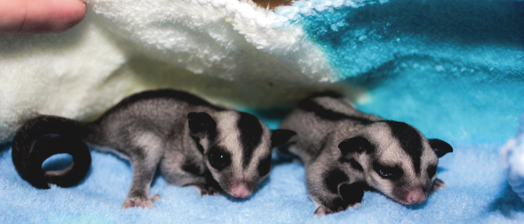 ENERGY SAVER If a sugar glider gets too cold or needs to hide from a storm it - photo 5