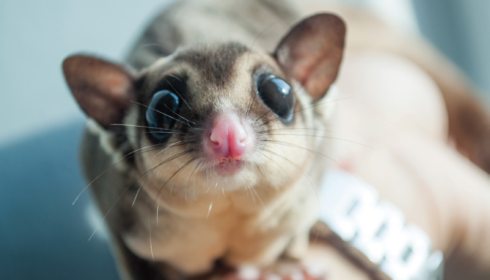 Sugar gliders have very good night vision but they only see in shades of gray - photo 6