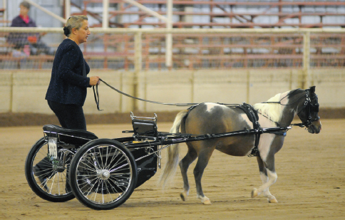 Some people keep miniature horses simply as companion pets They spend time - photo 9