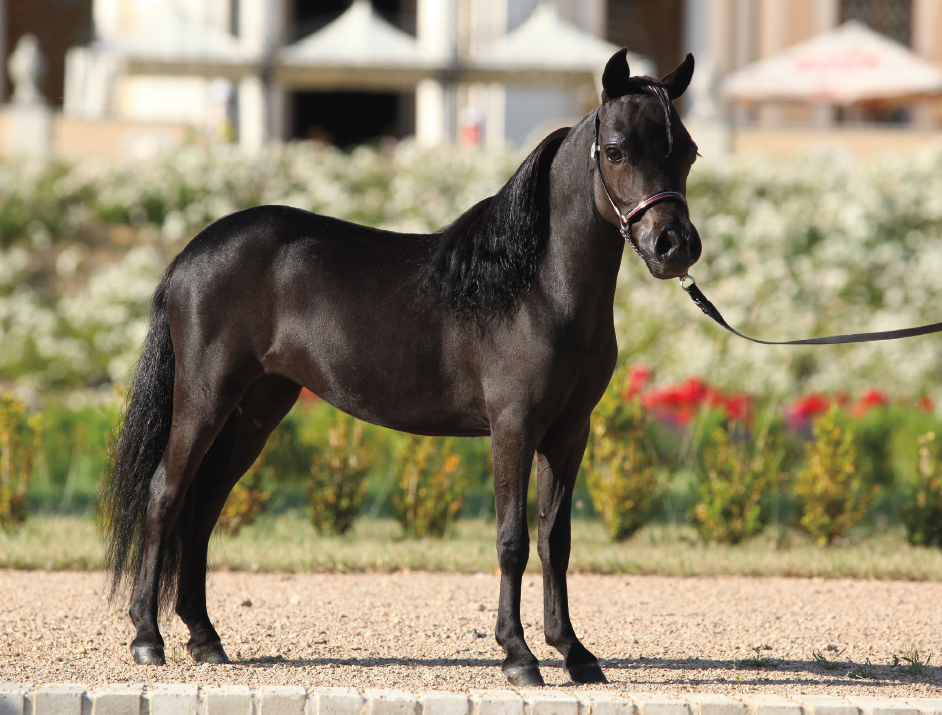 To get ready for horse shows some owners give their miniature horses a hair - photo 8