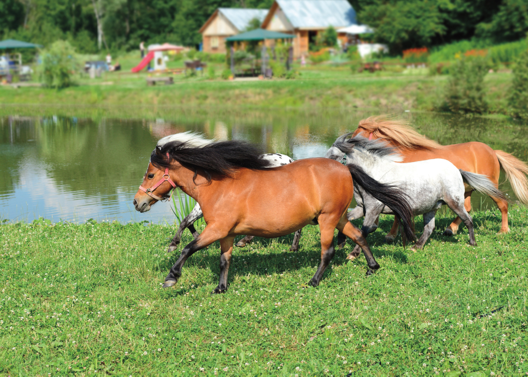 Mini horses are herd animals and often are happiest with other horses SOCIAL - photo 4