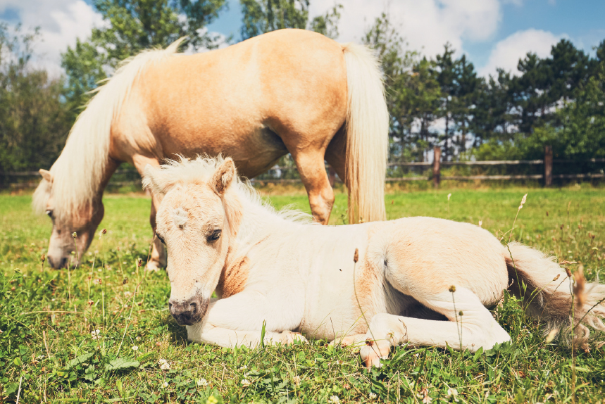 Palomino horses have a golden shade to their coats SUPER SENSES Horses eyes - photo 5