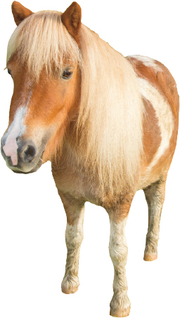 DID YOU KNOW Horses including miniature horses cannot vomit Food can only - photo 6