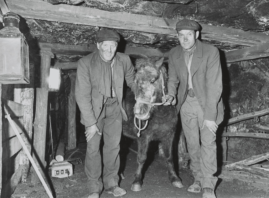 In the late 1800s more than 200000 miniature horses and ponies worked in coal - photo 7