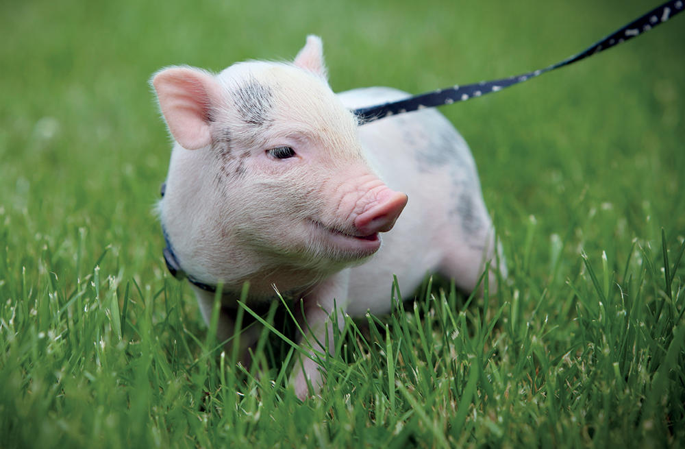 Mini pigs include a variety of pig breeds that have been developed to be - photo 8