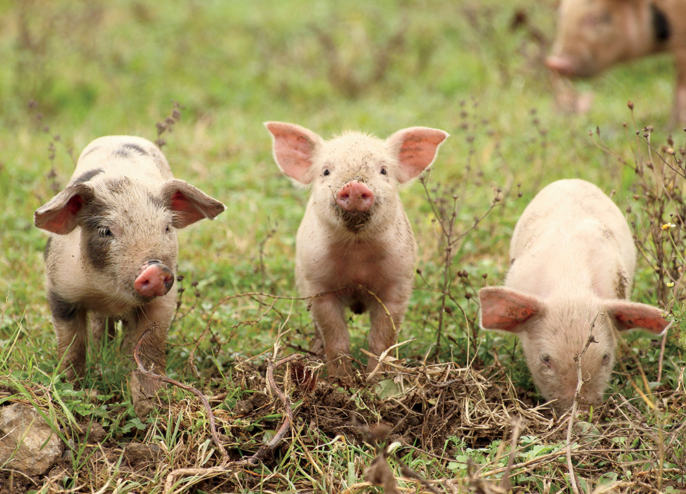 A baby pig is called a piglet HOW BIG Sometimes pet mini pigs grow much - photo 6