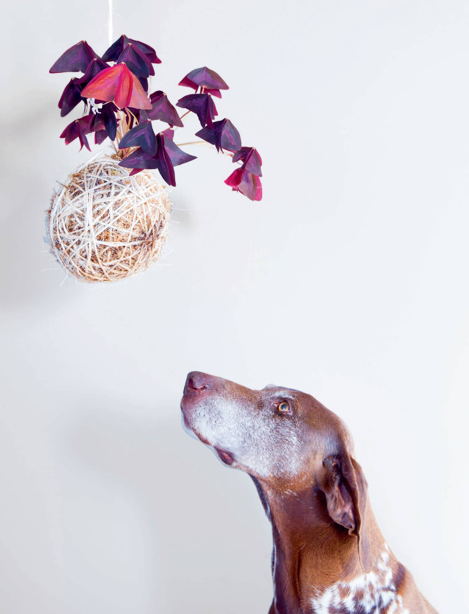 Jack the dog ponders over a suspended Oxalis triangularis Kokedama evolved - photo 6