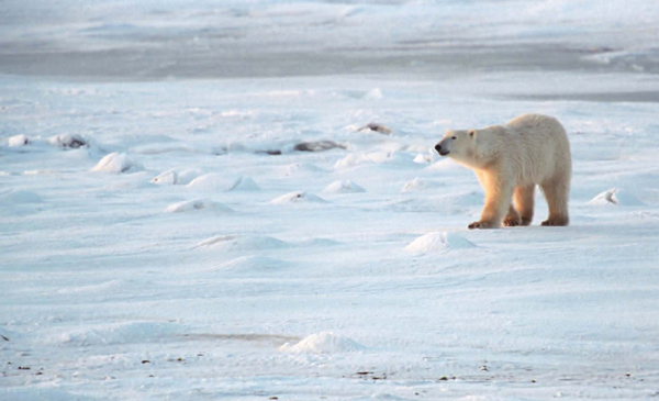 Winter on the tundra is very cold Polar bears are well suited to living in - photo 5