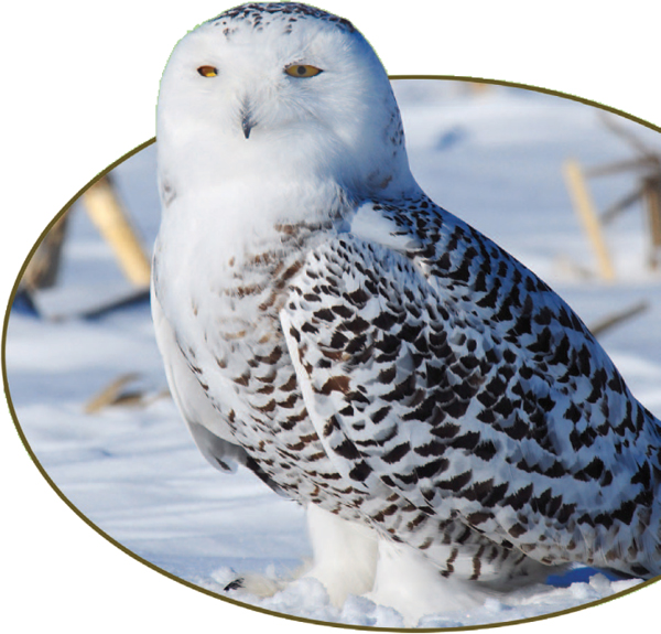 Here a snowy owl rests on the snow-covered tundra Snowy owls ptarmigan and - photo 6