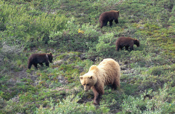 Many Arctic animals such as grizzly bears and polar bears have a thick layer - photo 7