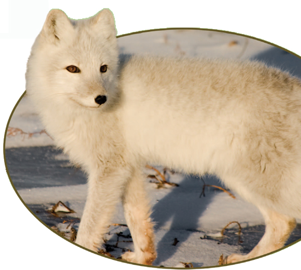 An arctic fox in its white winter coat moves along the tundra It hunts for - photo 8