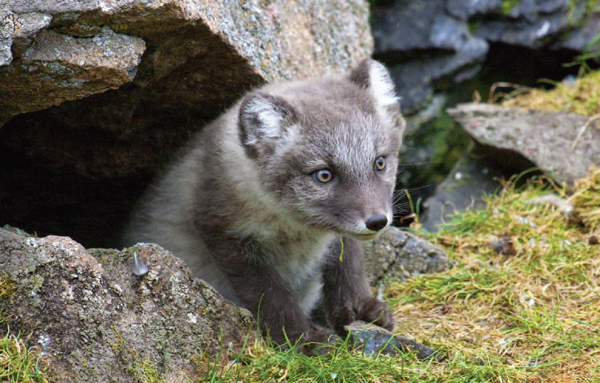 This baby arctic fox called a kit comes out of its den in the summer Do you - photo 9