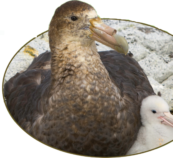 Migrating birds such as this giant petrel come to Antarcticas shores They - photo 10