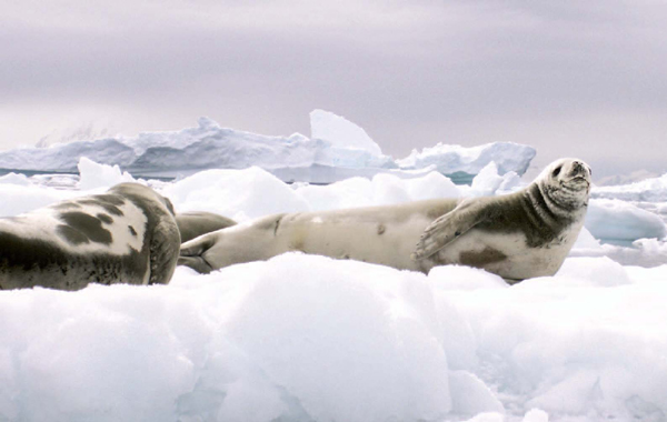 Crabeater leopard Ross and elephant seals are some of the seals that live - photo 11