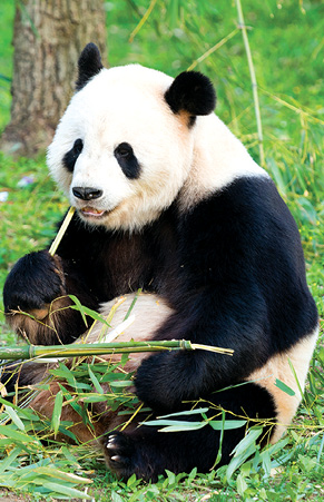 A panda-cam watches the National Zoos most beloved residents 247 The - photo 22