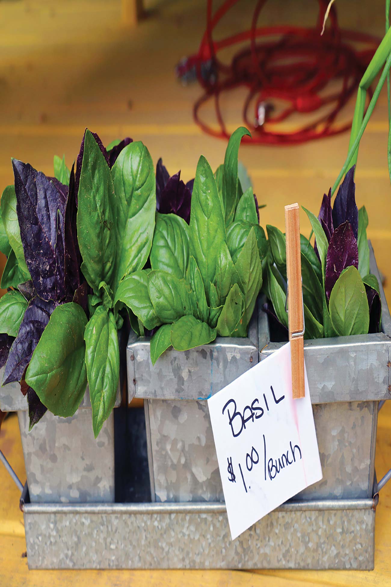 basil for sale at a farmers market start of the Escarpment Trail near - photo 9