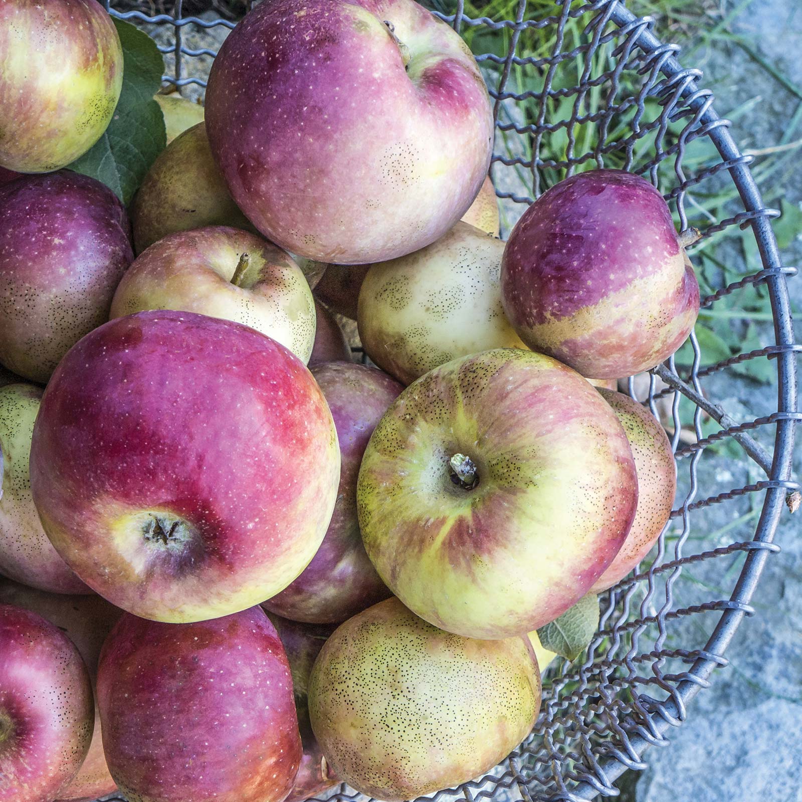 bounty From peaches and apples to wine and whiskey its all grown and made - photo 16