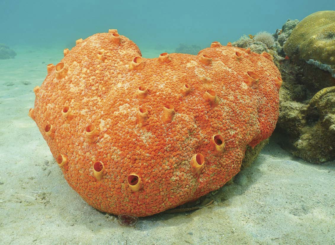 This red sponge is called a boring sponge Its not uninteresting Its called a - photo 4