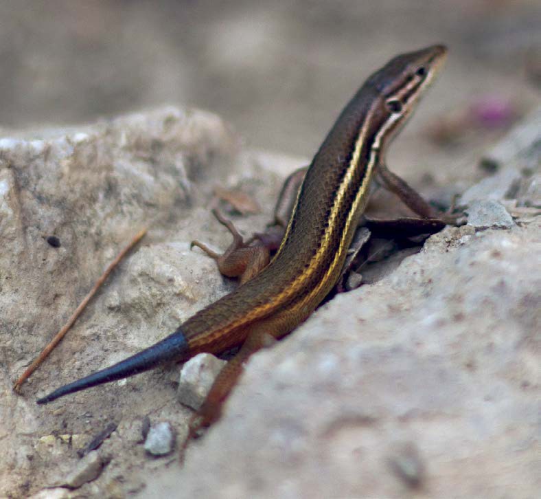 This lizard is growing a new tail to replace one that it lost probably while - photo 2