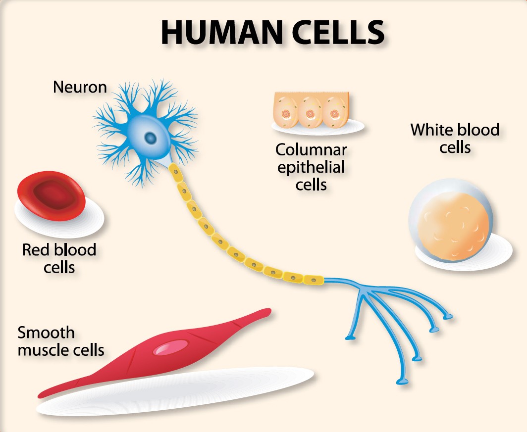 Mammals have many kinds of cells These are a few types of cells in human - photo 3