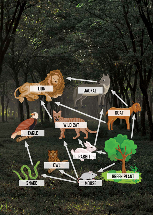 MAKE THE GRADE The arrows in a food web point from an organism to the animal - photo 11