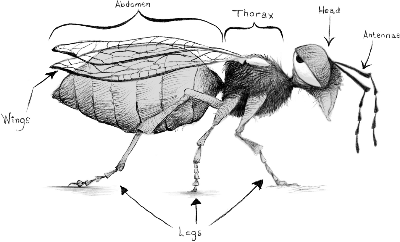 Insects are the only animals in the world that have six legs Count them - photo 6