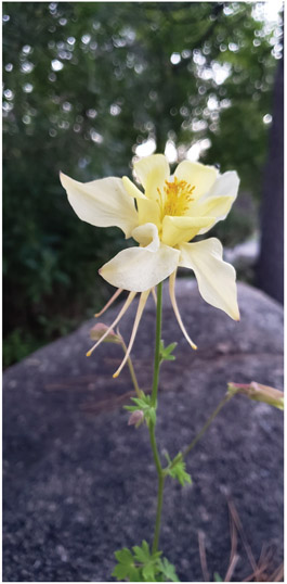 A lone columbine grows out of a rock Photo by Allen Riedel Hike 35 The - photo 3