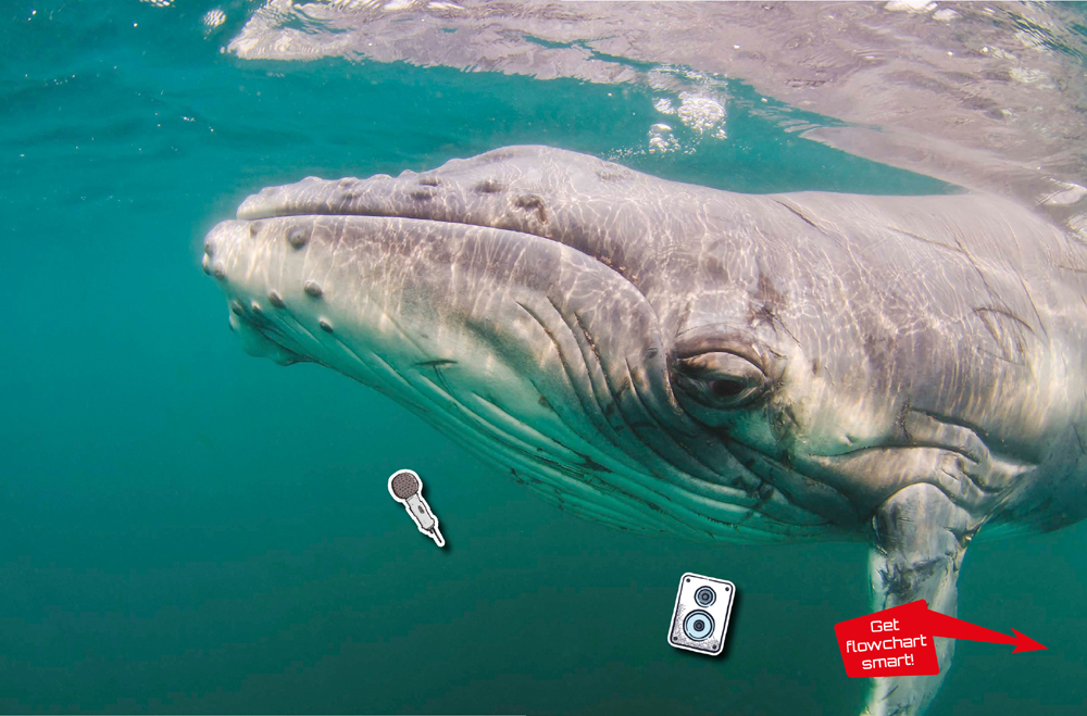 Whales can communicate over long distances because sound vibrations travel well - photo 3