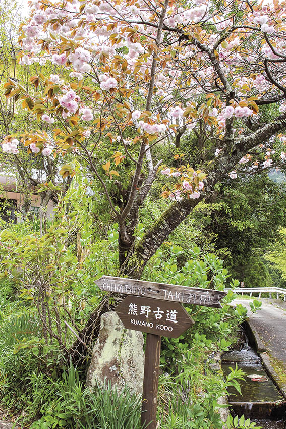 Springtime on the Kumano Kodo Nakahechi Stage 1 ROUTE SUMMARY TABLES Hongu - photo 8