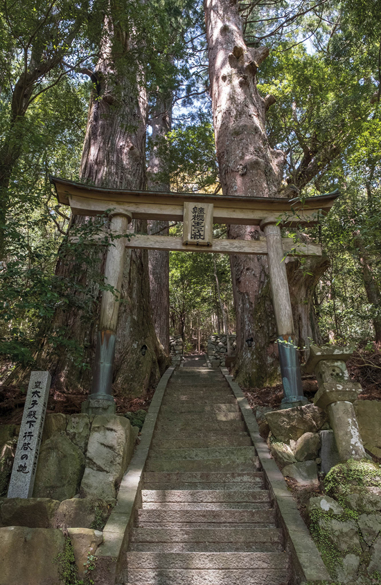 Tall one-directional cedar trees at the entrance to Tsugizakura-oji Nakahechi - photo 4