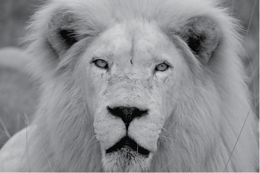 Letaba first-born son of Marah the White Lioness born in Bethlehem South - photo 2