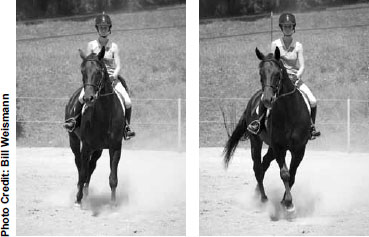 A horse learns to respond to rein and leg pressure so that his rider can change - photo 5