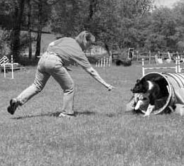 To run agility successfully with your dog you need to develop a clear - photo 6