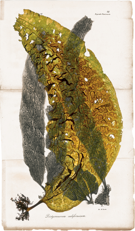 Costaria costata with Dictyoneurum californicum Image by author incorporating - photo 3