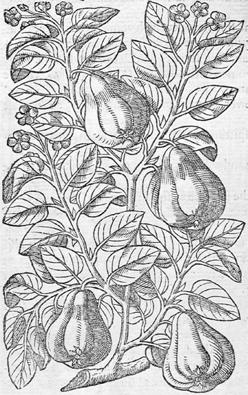 Quince tree J Gerard The Herball 1597 E very few years in the - photo 5