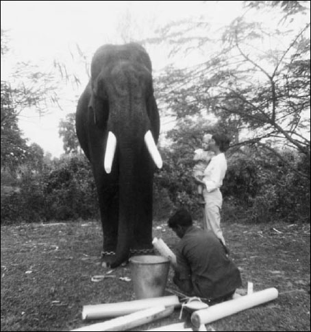 Zerky Goes Riding on his Elephant in Assam Zerky with his Indian family in - photo 17