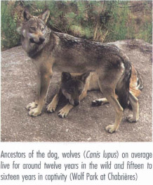 In the case of carnivores among the thirty-five species that make up the - photo 5