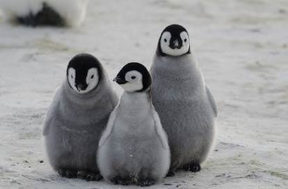 The King and Emperor penguins lay only oneegg while most of the other kinds of - photo 12