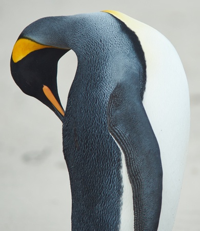 Penguins lose all their feathers and grownew ones each year during this 3 week - photo 7