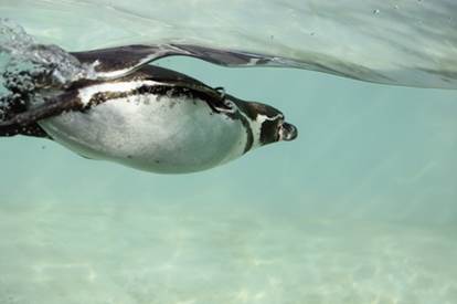 When a penguin runs with its wings out tothe side it is usually trying to cool - photo 5