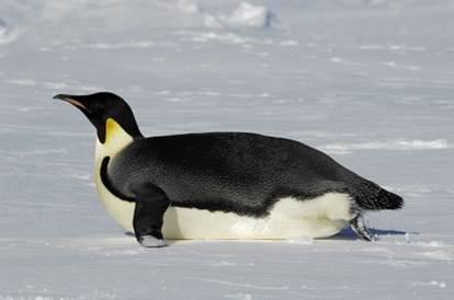 Not all penguins are black and white Some penguins weigh 100 pounds others - photo 3
